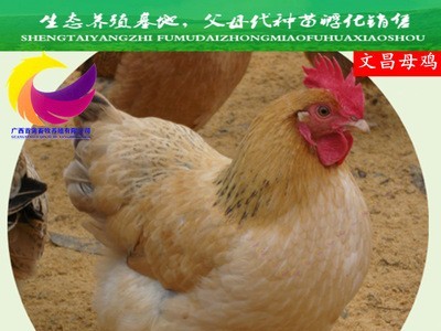 金文昌鸡苗批发K9鸡苗瑶鸡五黑鸡灵山土鸡青脚麻直销鸭苗狮头鹅苗图1
