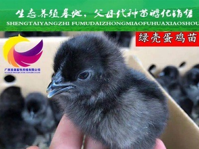 广西鸡苗五黑鸡苗绿壳蛋鸡灵山土鸡K9鸡苗清远麻鸡青脚麻瑶鸡鸭鹅图1