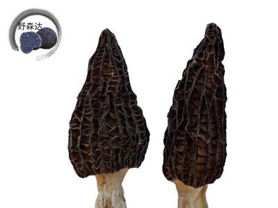 【野森达】干羊肚菌 散装 云南特产菌 菌菇 干货山珍尖顶黑羊肚菌图1
