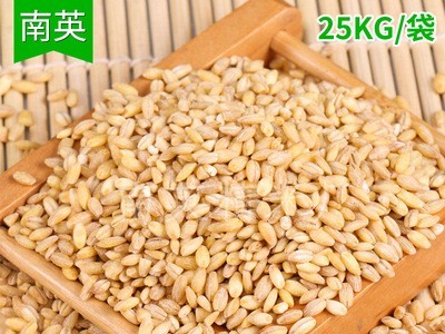 厂家供应 脱壳大麦 脱皮大麦 饲料大麦 优良大麦现货供应图1