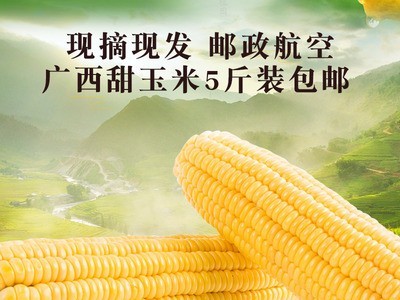 广西甜玉米棒水果玉米新鲜甜玉米即食牛奶爆浆玉米棒生吃蔬菜5斤图1