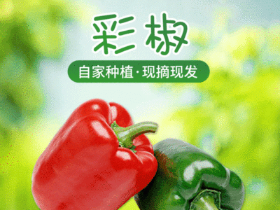 山东辣椒五彩七彩椒灯笼椒圆椒红黄椒现摘现发四斤普通果顺丰包邮图1