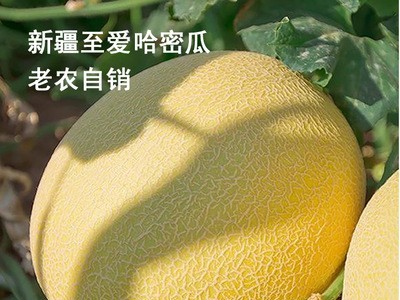 新疆至爱哈密瓜精品老农促销整箱6至8斤48元顺丰包邮图1