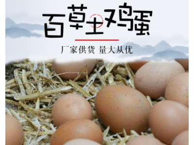 厂家供货百草土鸡蛋芙蓉特产农家散养土鸡新鲜营养健康土鸡蛋批发图1