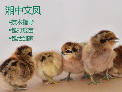 青脚麻鸡土鸡苗公鸡小鸡k9红玉380蛋鸡活体苗五黑鸡鸡苗乌骨鸡苗图1