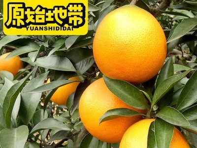 现采现发原始地带品牌爱媛38果冻橙 可以吸管吸的果冻橙 一件代发图1