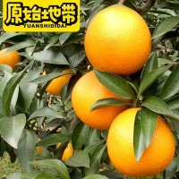 现采现发原始地带品牌爱媛38果冻橙 可以吸管吸的果冻橙 一件代发