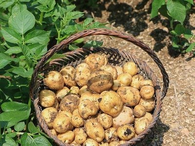 包邮湖北恩施农家小土豆 现挖新鲜黄心马铃薯 5斤高山迷你小土豆图1