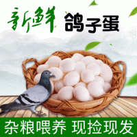 【40枚装】批发新鲜农家杂粮散养鸽子蛋食用土特产鸽子蛋