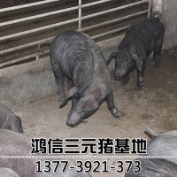 太湖母猪批发猪场种猪专供 杜洛克母猪 长白猪 小母猪价格包邮