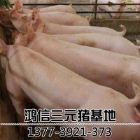 长白种母猪大白猪 母猪 大白母猪批发 猪场小母猪价格 包油