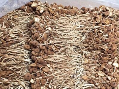 古田新货茶树菇干货 不开伞茶树菇散装批发20斤装 菌菇干货图1