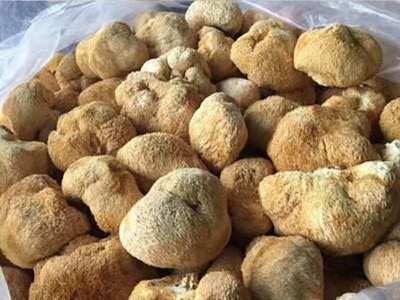 猴头菇干货厂家直供剪脚猴菇散装批发 古田食用菌图1
