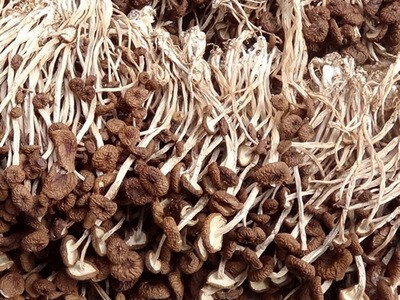古田新货茶树菇干货 不开伞茶树菇散装批发20斤装 菌菇干货图1
