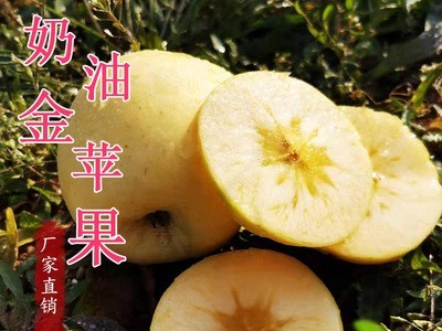 烟台原产地奶油苹果 山东金苹果 果园批发新鲜水果挂树果期长图1