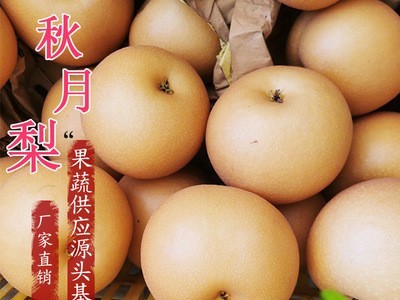 烟台果园批发莱阳秋月梨采摘脆甜梨新鲜水果批发 山东特产秋月梨图1