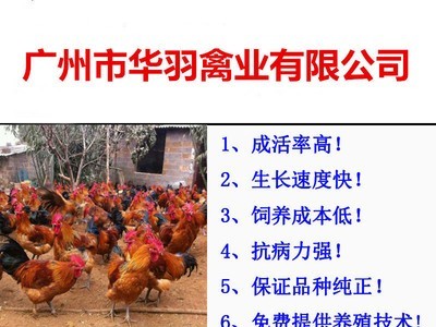 青脚土鸡苗瑶鸡苗红毛大公鸡苗家禽养殖动物种苗广州鸡苗批发活体图1