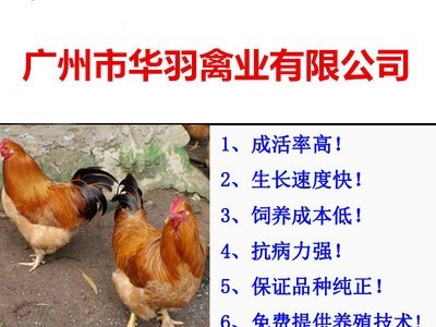 三黄土鸡苗 黄花公 草原红 红公鸡 珍珠鸡苗 乌鸡 活体批发图1