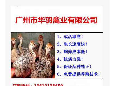 珍禽苗批发三黄鸡苗麻鸡苗肉鸡苗厂家直销诚信经营图1