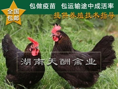 厂家供应 土鸡苗 正宗原生态 散养土鸡苗 草鸡苗 全国发货图1