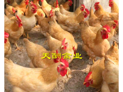 孵化场 厂家供应 鸡苗活苗 三黄土鸡苗 三黄鸡 包打疫苗包活图1