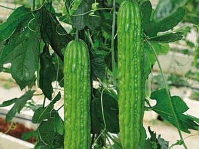 油绿肉苦瓜种子 农田菜园基地易种早熟纹条粗略苦肉苦瓜蔬菜籽图1
