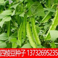 【四棱豆种子】 杨桃豆 四角豆 翼豆种子 种植容易 春夏秋播种