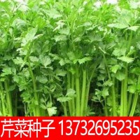 丰产四季西芹菜种子农家菜园蔬菜种子批发 丰产大型芹菜籽