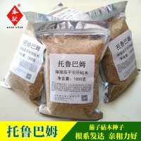 野生托鲁巴姆砧木种子茄子 辣椒 番茄嫁接砧木种子散装托鲁巴姆籽