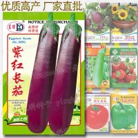 约100粒紫红长茄种子 春季秋季蔬菜种子批发特色茄子优质种籽公司