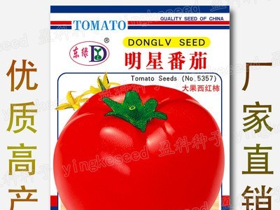 约100粒明星番茄种子 高产大果西红柿六月柿洋柿子毛秀才粉果番柿图1