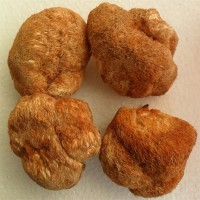 东北特产 新货干货猴头蘑菇 长白山猴头菇