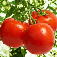 厂家供应 种植 西红柿价格面议