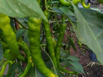 新鲜辣椒 临沂地区图1