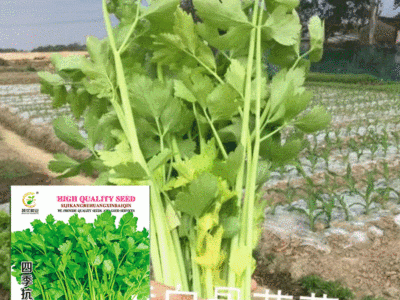 批发菜园院子蔬菜种子四季抗热黄心香白芹种子7克菜籽 厂家直销图1