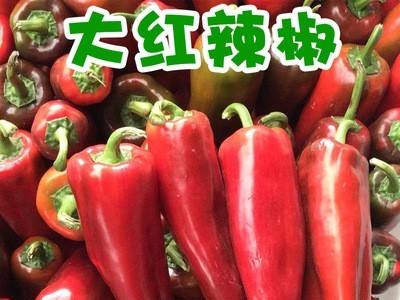 新鲜蔬菜大红辣椒红皮辣椒大红灯笼椒非青椒线椒5斤代发批发图1
