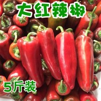 新鲜蔬菜大红辣椒红皮辣椒大红灯笼椒非青椒线椒5斤代发批发