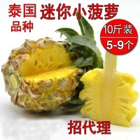 泰国品种小菠萝新鲜热带水果凤梨吉普岛香水小菠萝批发一件代发