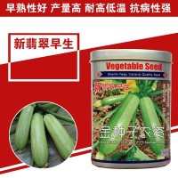 西葫芦种子西葫芦籽蔬菜种子批发菜种菜籽菜种子公司四季播种