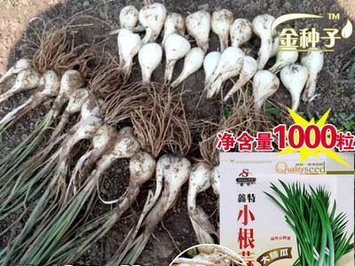 小根蒜种子小根蒜籽大蒜籽蒜苗种子蔬菜种子批发菜种菜籽种子公司图1