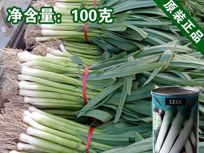大蒜苗种子大蒜籽西洋蒜薹种子洋蒜苗种子大田蔬菜籽图1