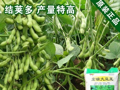 毛豆种子菜用种子大豆黄豆种子黄豆籽种子蔬菜种子批发菜种公司图1
