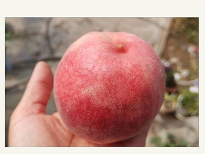 蒙阴 现摘新鲜当季水果 沂蒙山 突围 水蜜桃 甜桃 红桃 水蜜桃图1