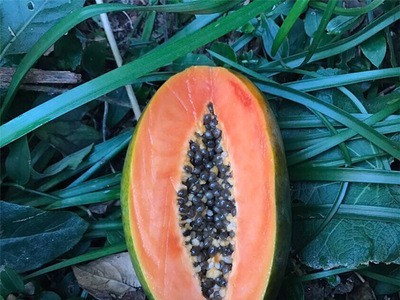 冰糖红心木瓜广西新鲜应季水果整箱热带水果青木瓜非雷州木瓜图1