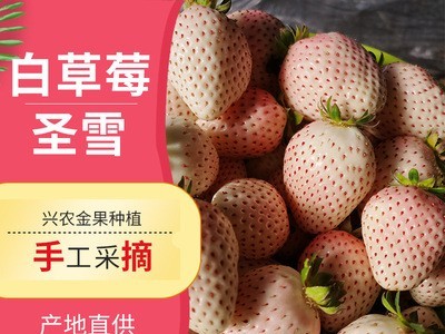 产地直供白草莓圣雪净重白草莓淡雪白色恋人新鲜牛奶大草莓水果图1