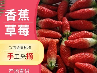 产地直供香蕉草莓净重草莓新鲜大草莓水果当季水果草莓现摘现发图1