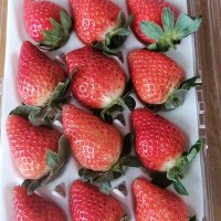 产地直供净重水果当季水果草莓草莓新鲜大草莓香野草莓