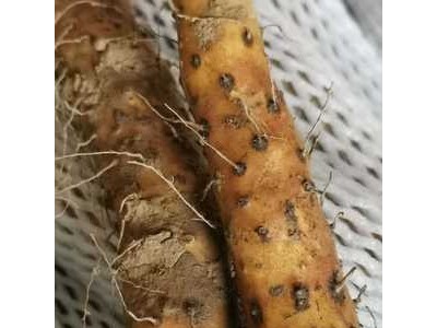 河南焦作温县垆土铁棍山药 怀山药批发零售 非淮山 基地直发图1