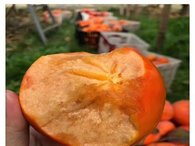 柿子树苗批发 富有甜甜柿苗价格 山东柿子树基地图1