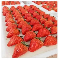 草莓苗批发 沙土地育草莓苗 根系发达 甘露草莓苗价格